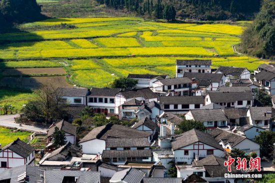 贵州兴义万峰林万亩油菜花竞相开放